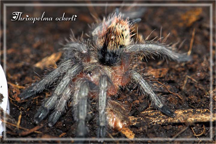 Thrixopelma ockerti