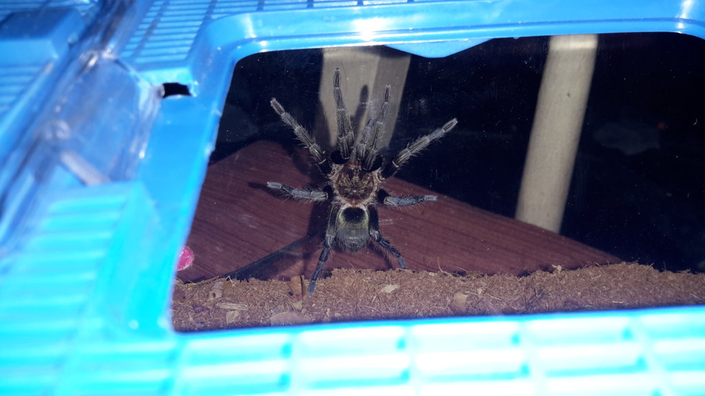 Thrixopelma Pruriens, 3.5inch female