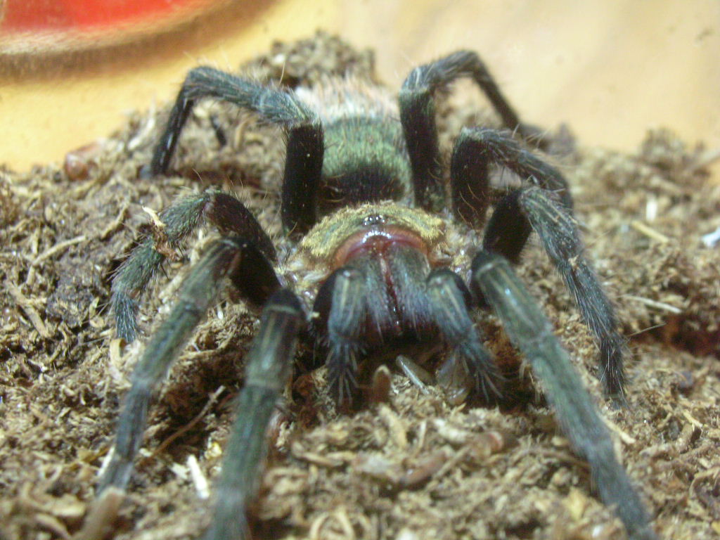 Thrixopelma pruriens