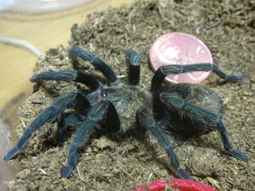 Thrixopelma pruriens