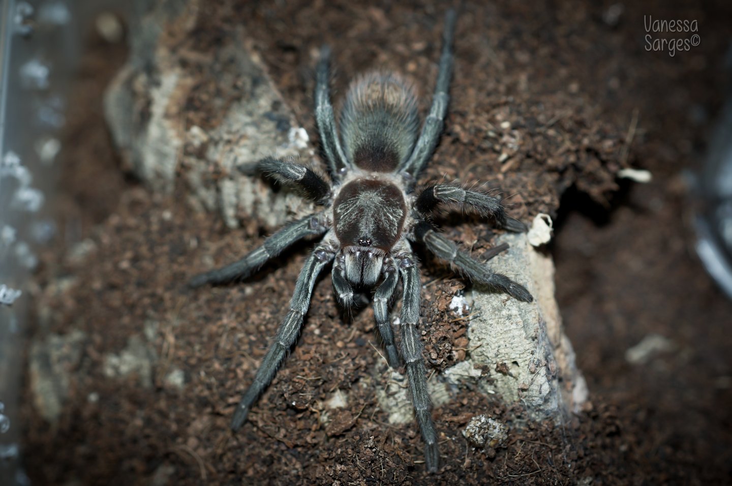 Thrixopelma sp. Cajamarca Juvenile Female - ~2.5"