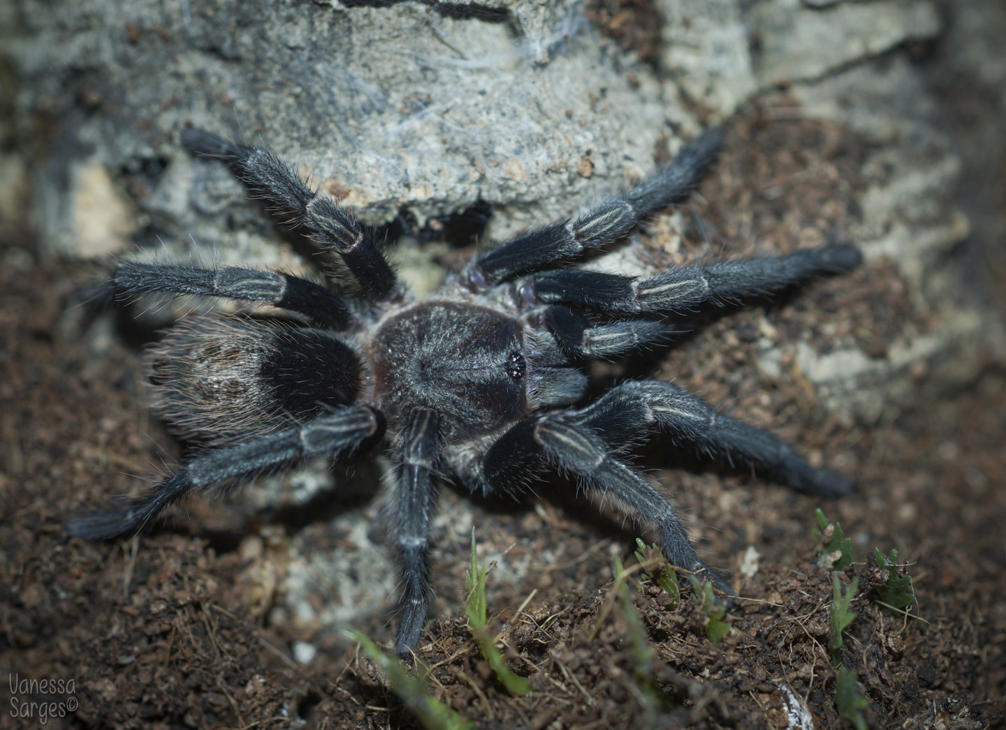 Thrixopelma sp. Cajamarca Juvenile Female