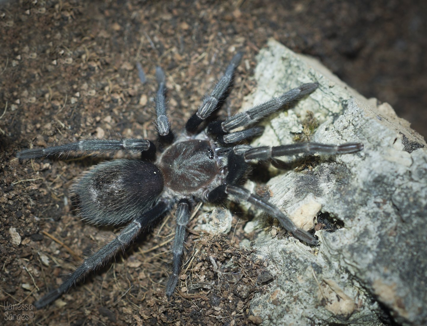 Thrixopelma sp. Cajamarca