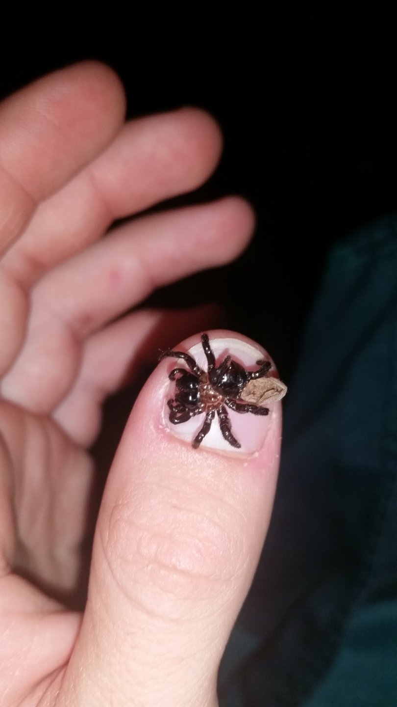 Thumb sized spider with a mountain sized bite