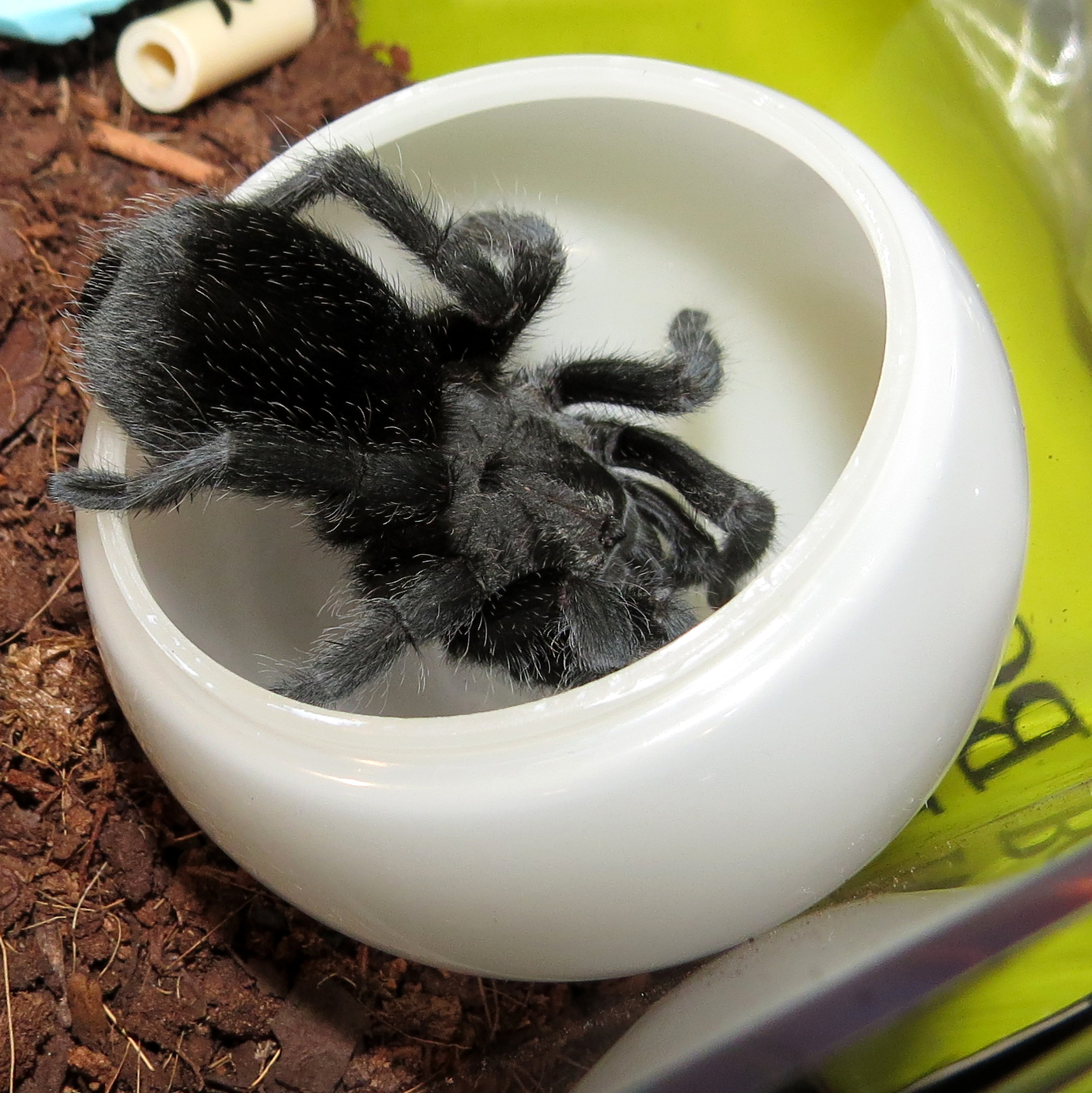 Thunderdome (♀ Grammostola pulchra 3.5") [2/3]