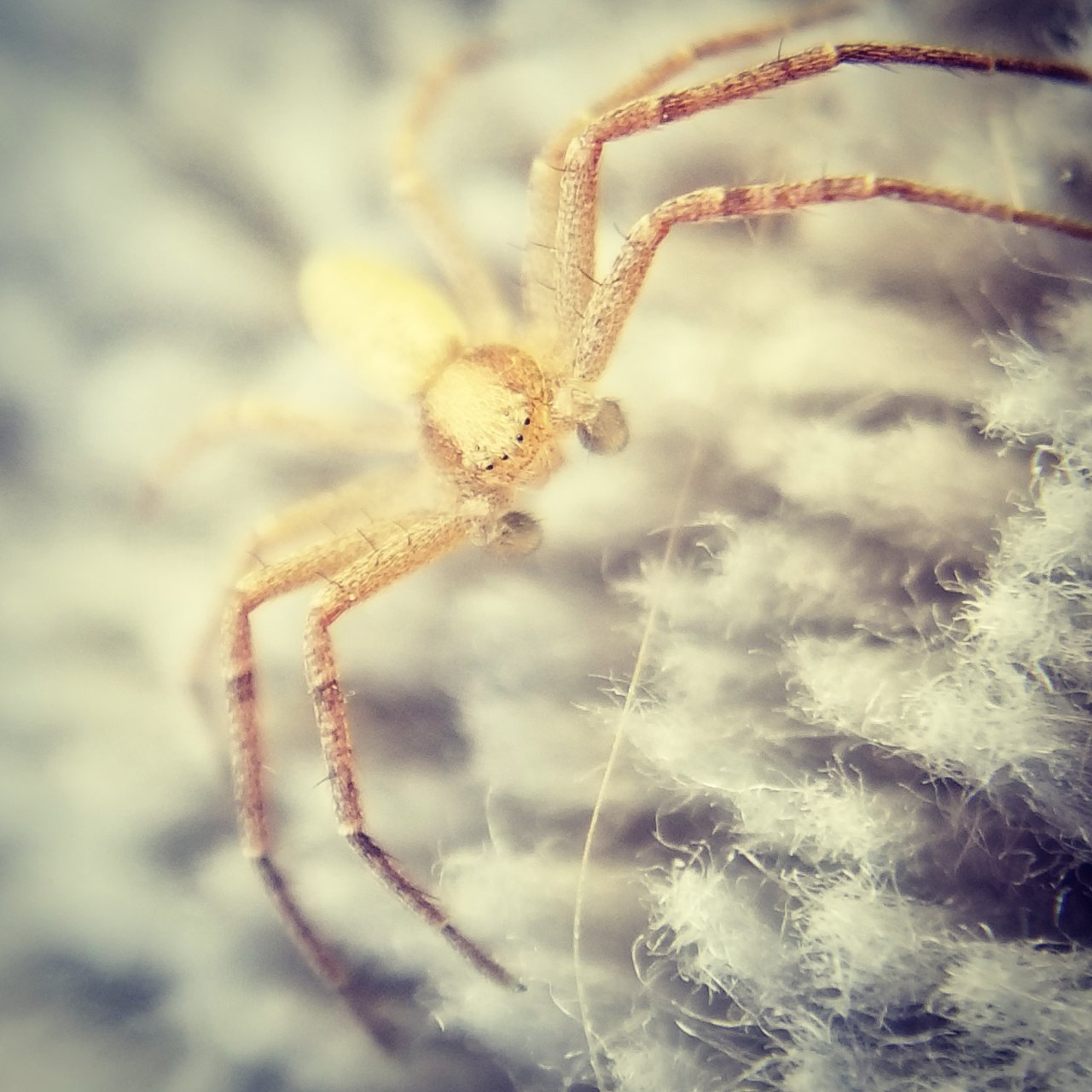 Tiny male Philodromidae on dog bed