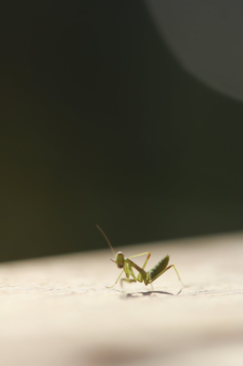 Tiny Mantis 6