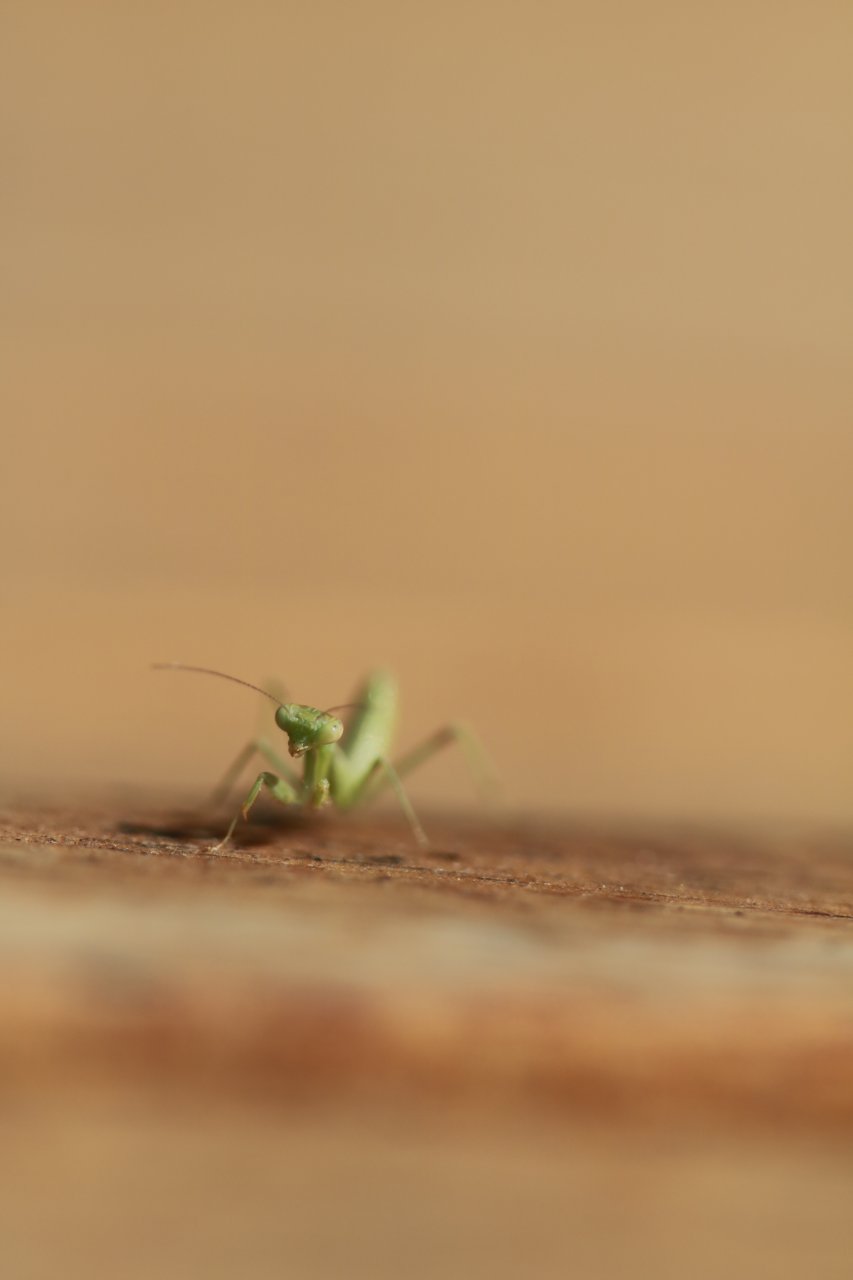 Tiny Mantis 7