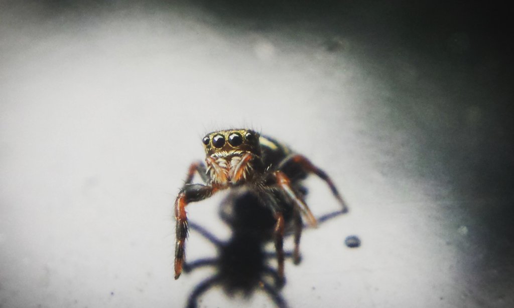 Tiny P. audax spiderling