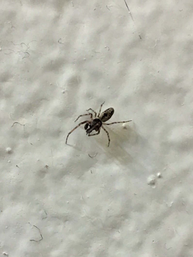 Tiny Spider