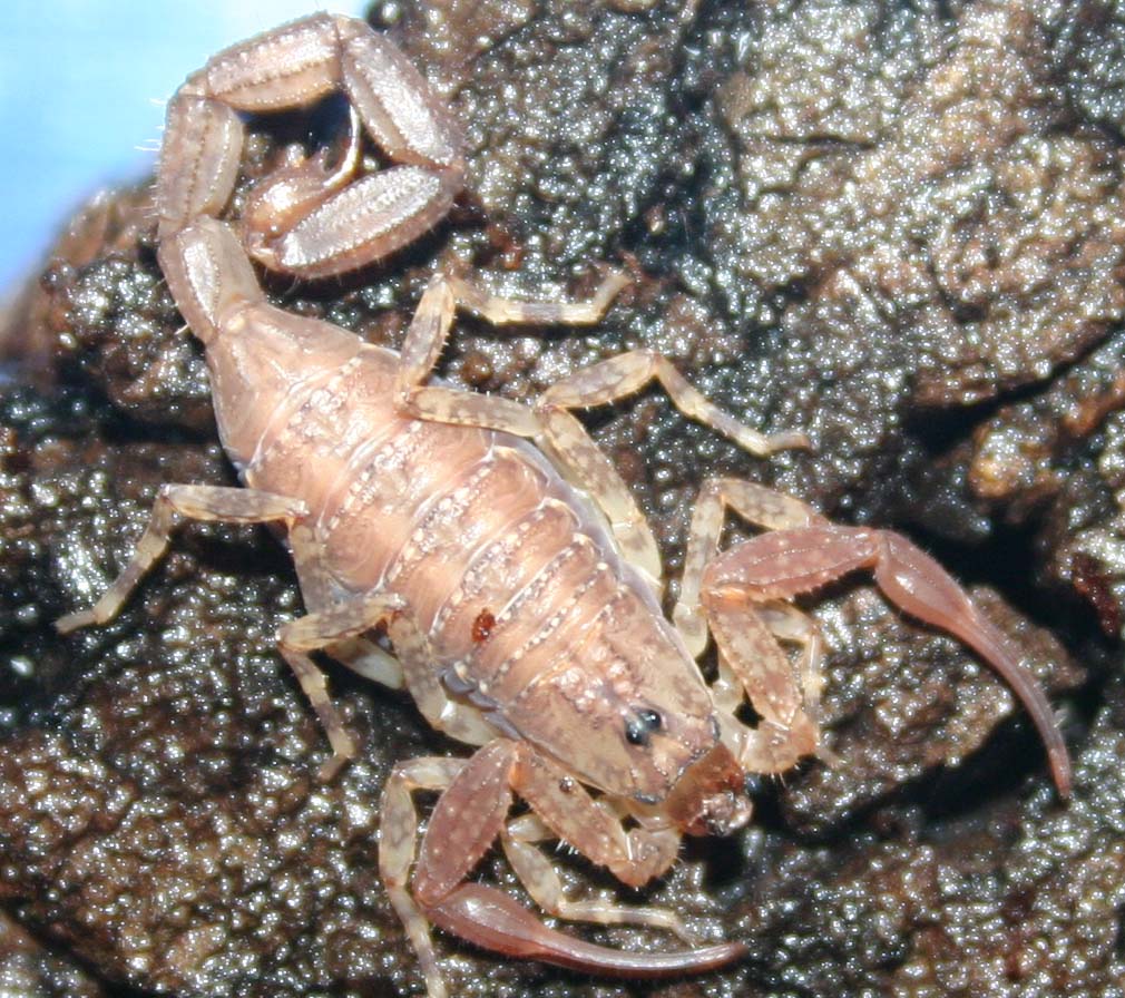 Tityus sp. [ex.Ecuador]