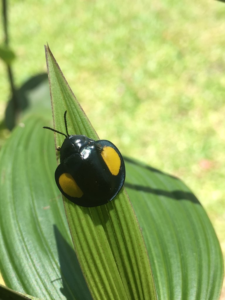 Tortoise beetle Costa Rica