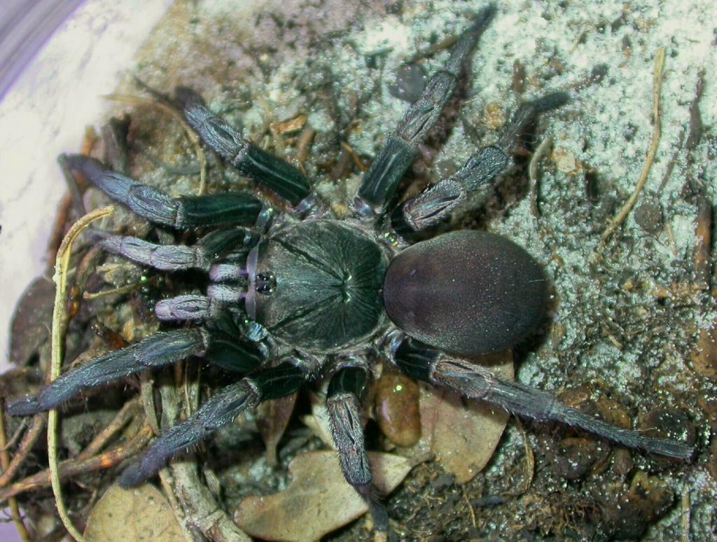 Trapdoor Baboon Spider-Cyphonisia sp.