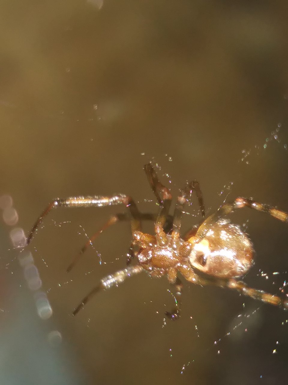 Triangulosa Juvenile