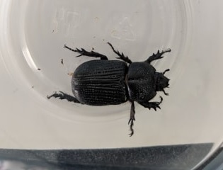 Triceratops Beetle