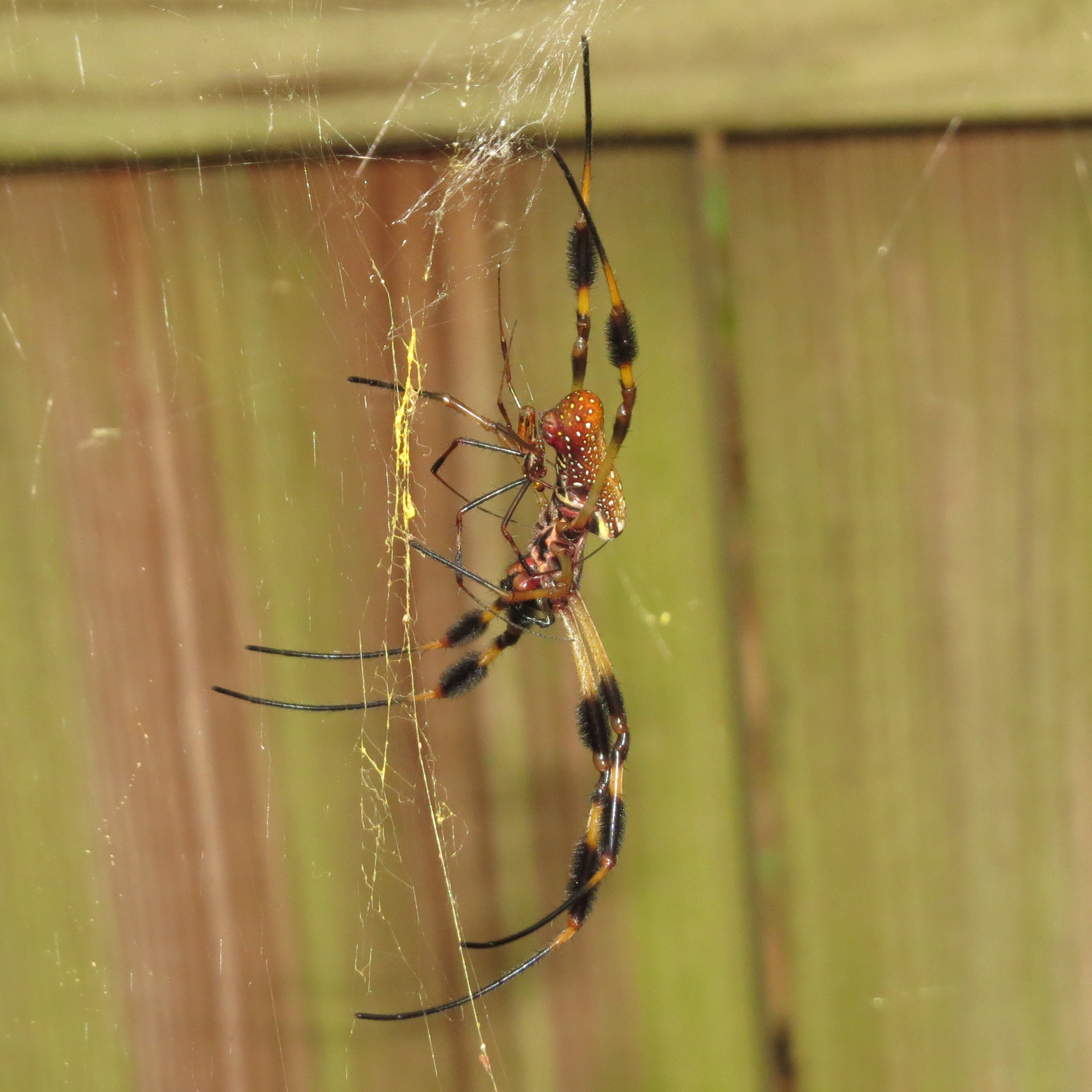 Trichonephila clavipes Mating [2/2]