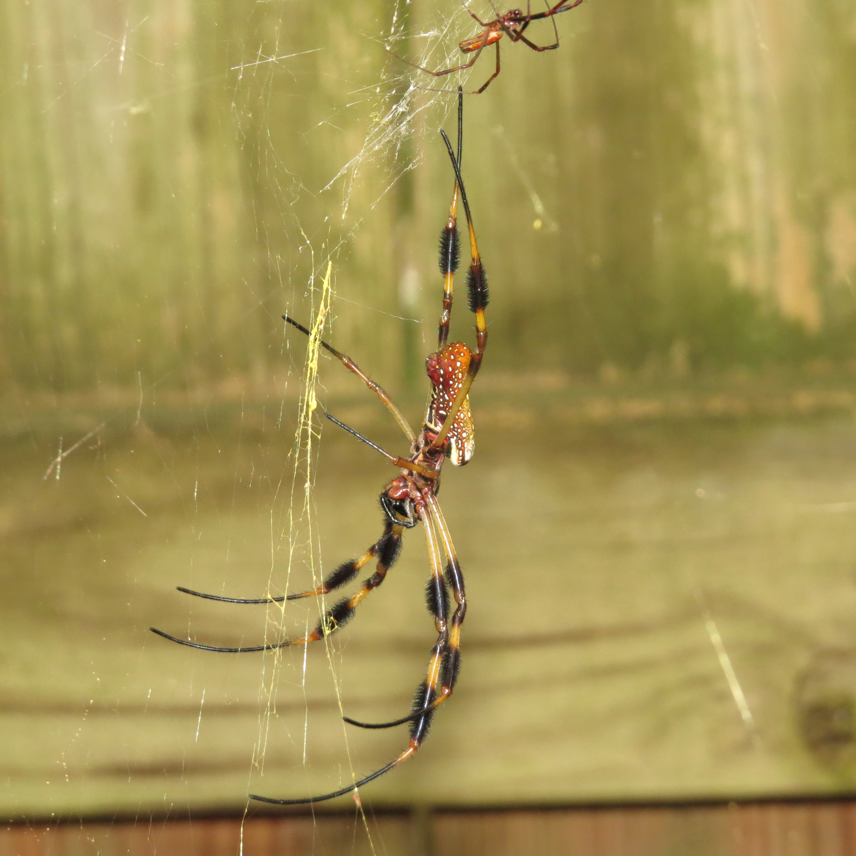 Trichonephila clavipes Pair