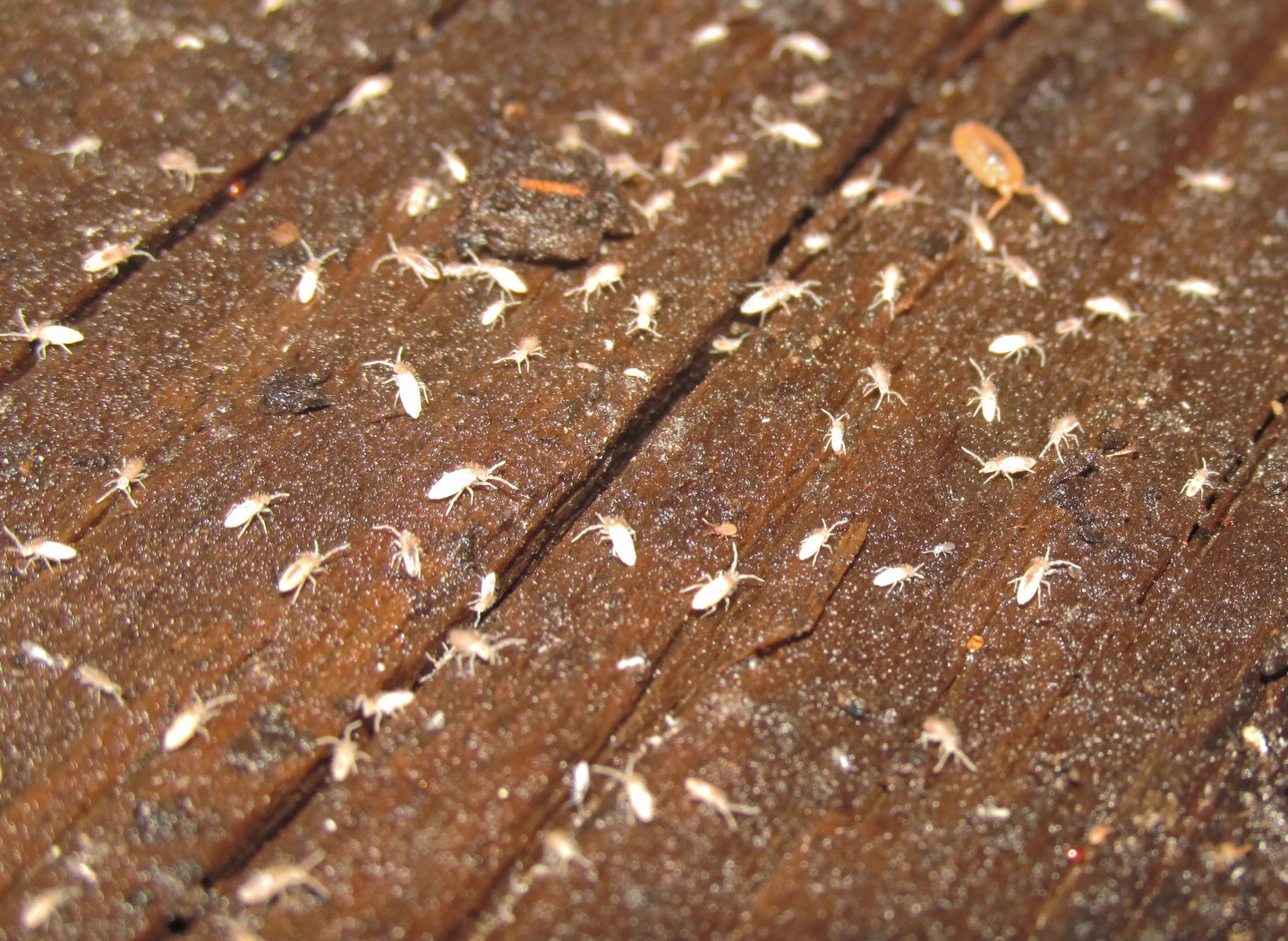 Tropical white springtails