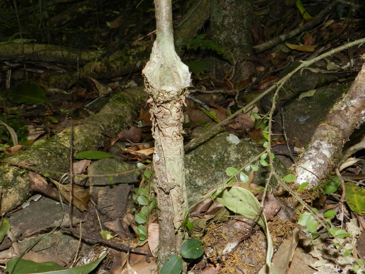 Tube spider ...tube.