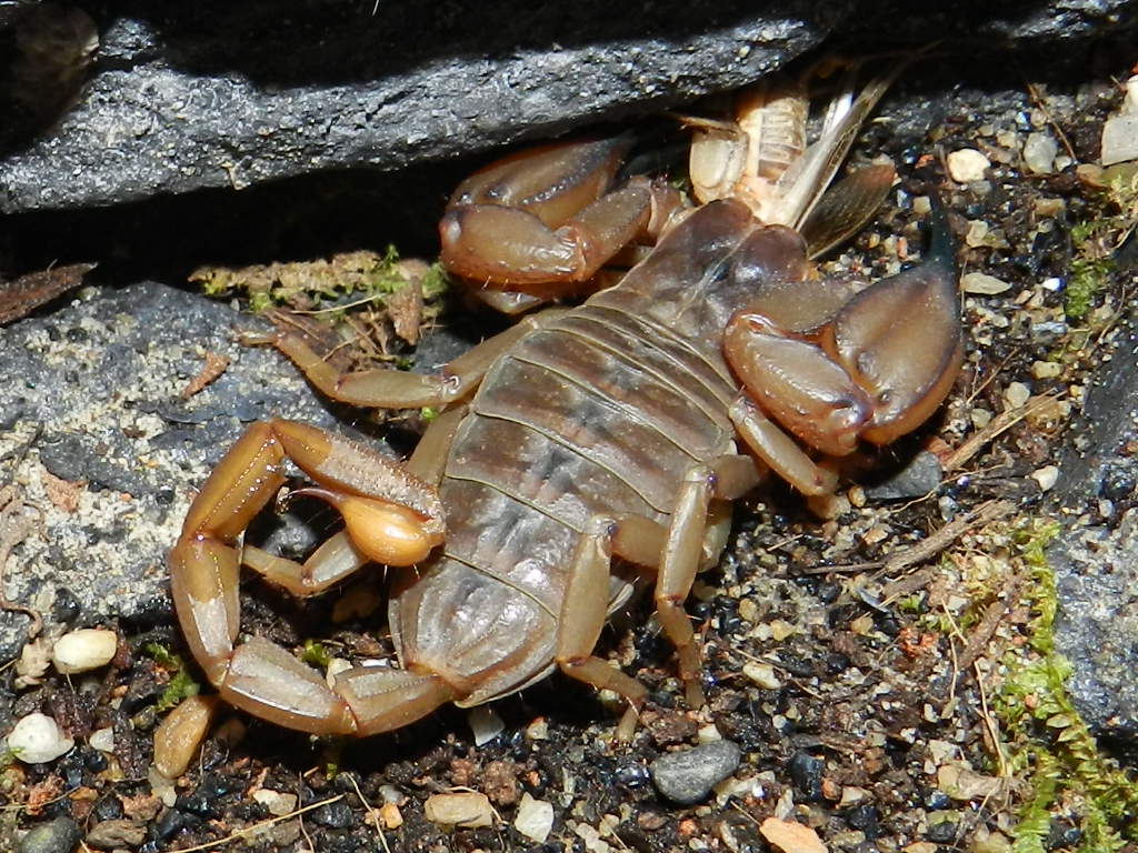 U.elongatus