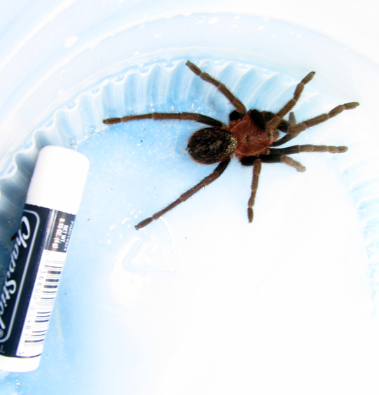 Unidentified Honduran Tarantula