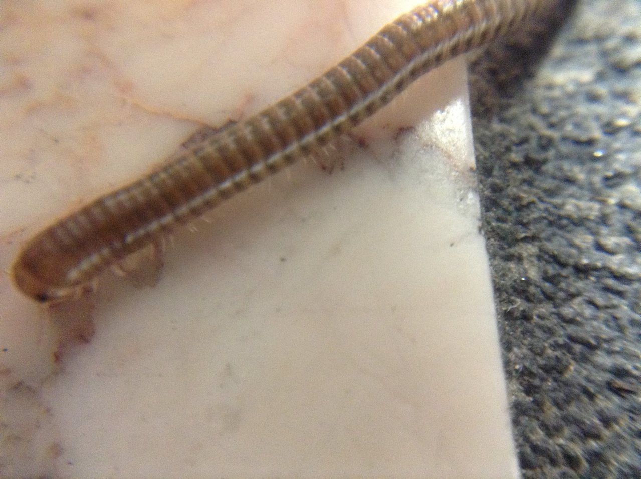 Unidentified millipede