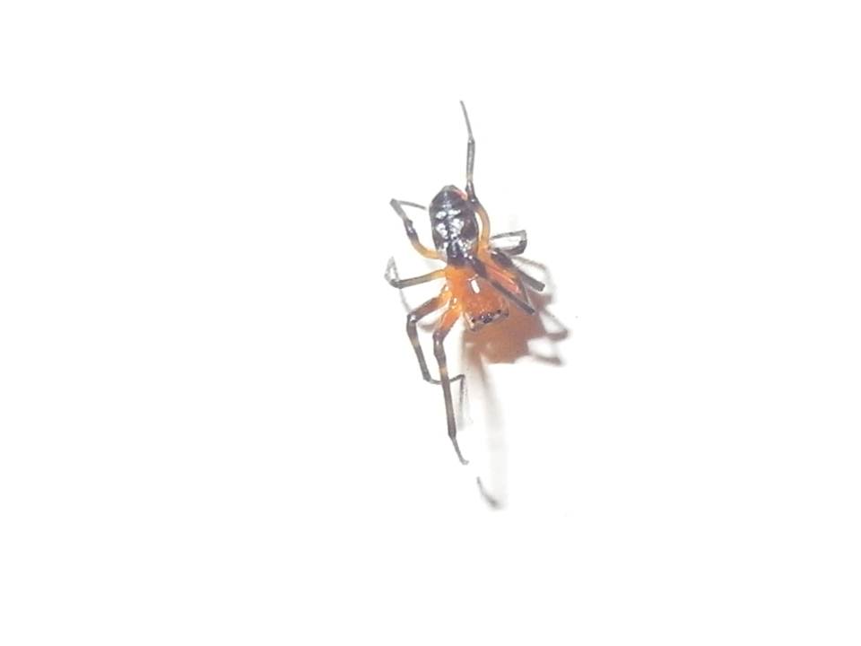 Unidentified spider