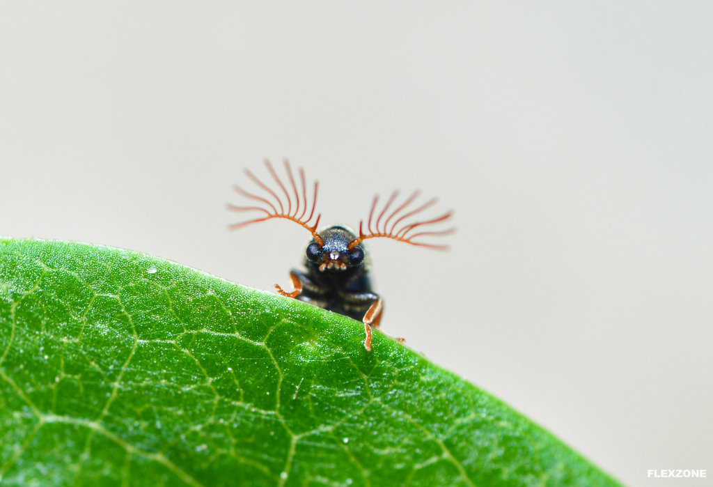 Unknown beetle