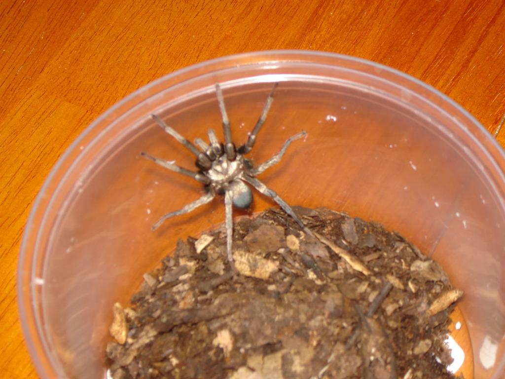 unknown california tarantula