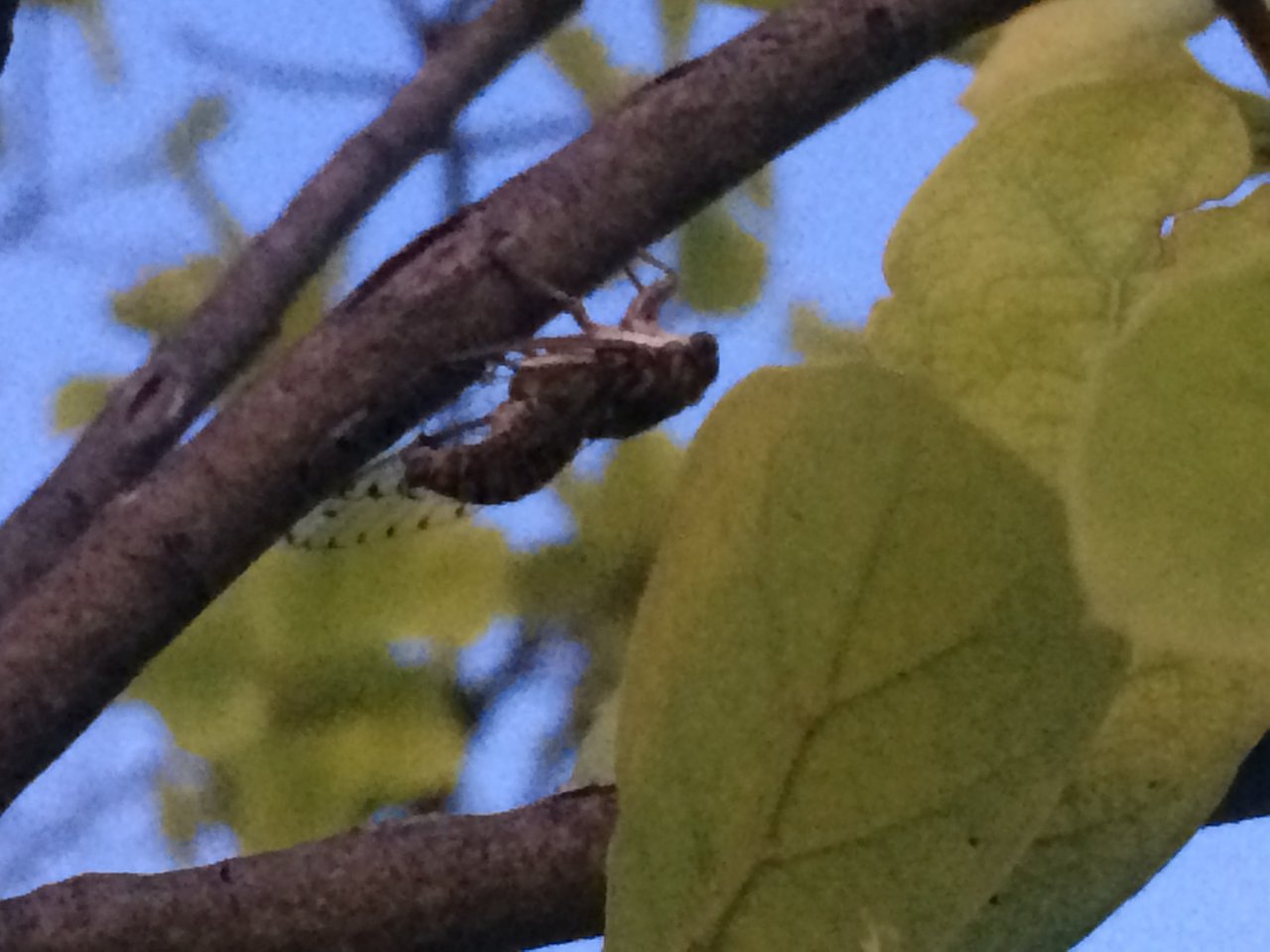 Unknown small Cicada