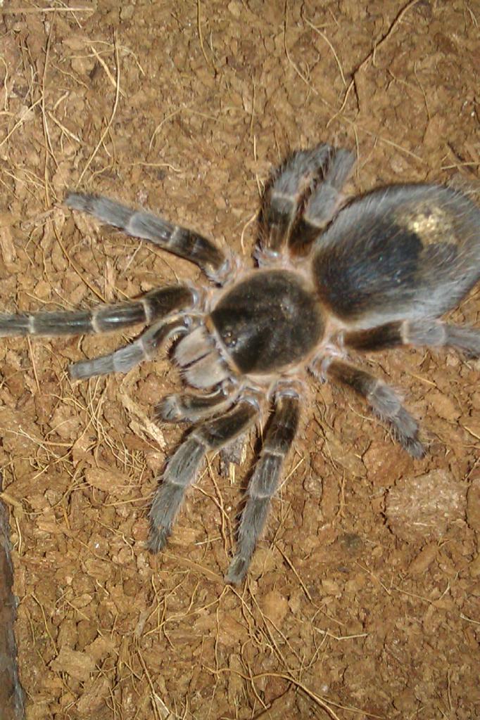 Unknown species imported to UK with Grammostola porteri.