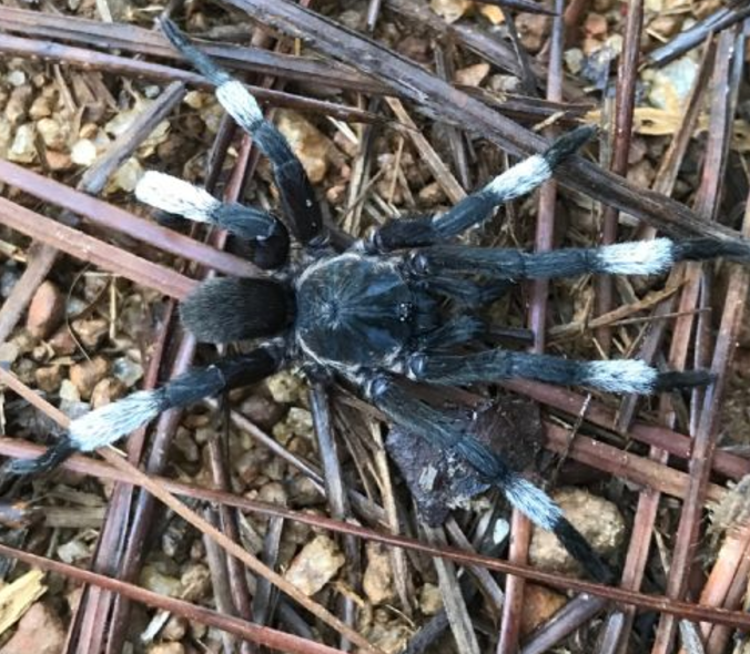 Unknown tarantula from Sri Lanka