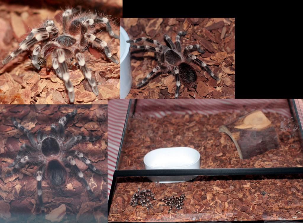 Unknown tarantula, ID please?