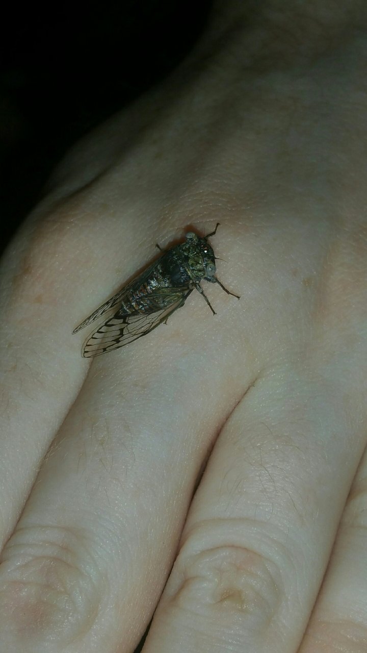 Unknown Tiny Cicada 2