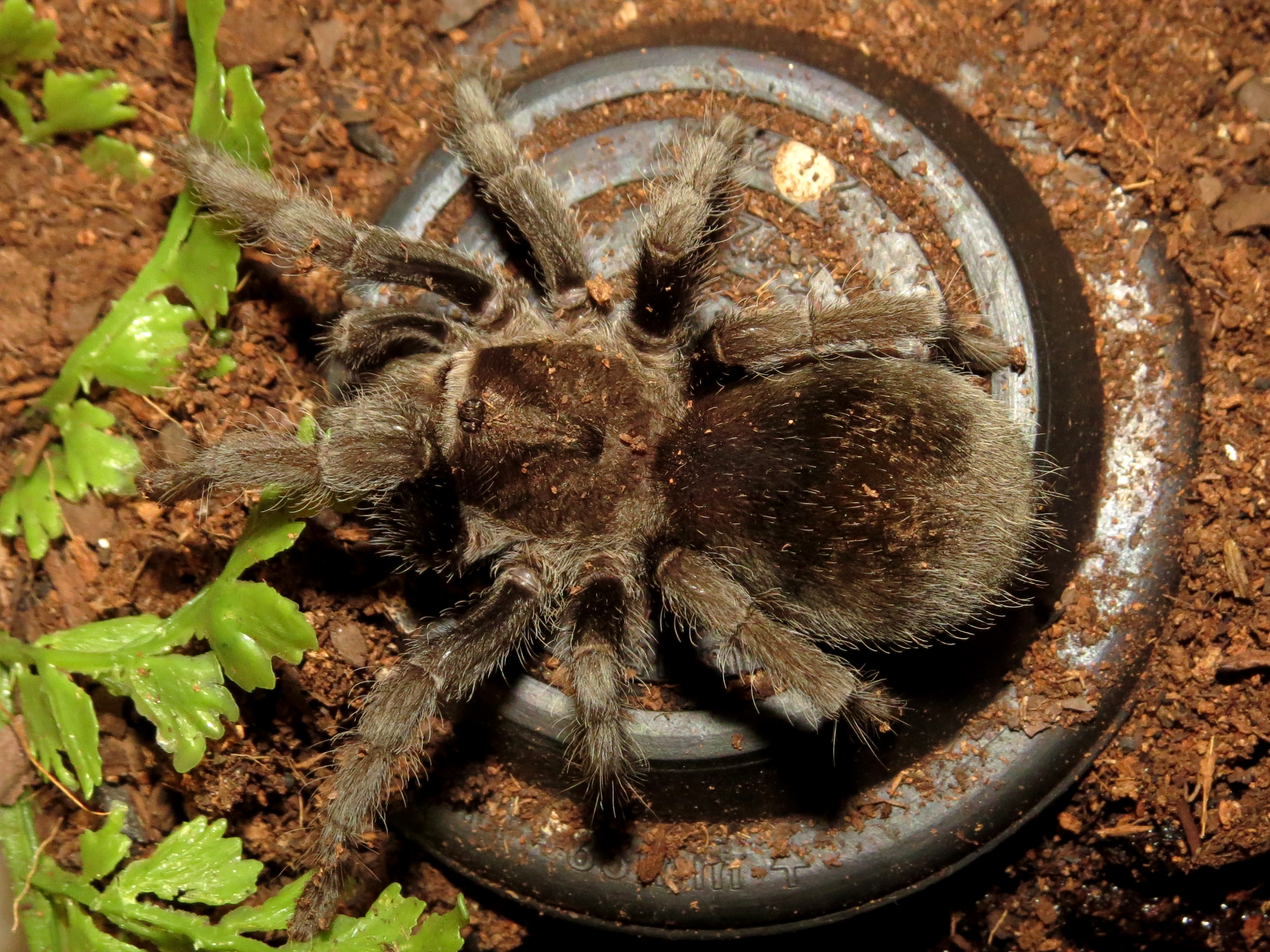 Up on the Roof (♀ Grammostola pulchra 3.5")