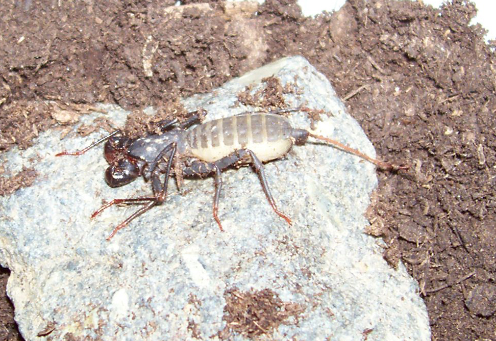 Uropygid sp. "Asia"