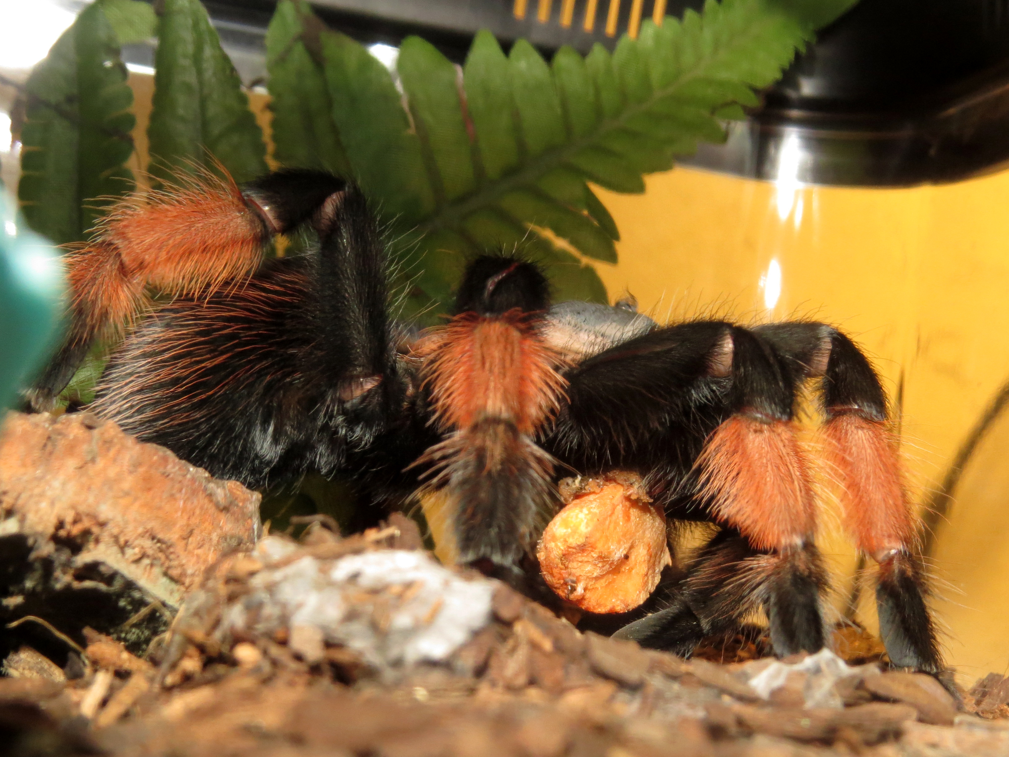 Veggie Eater (♀ Brachypelma emilia 4.5″)