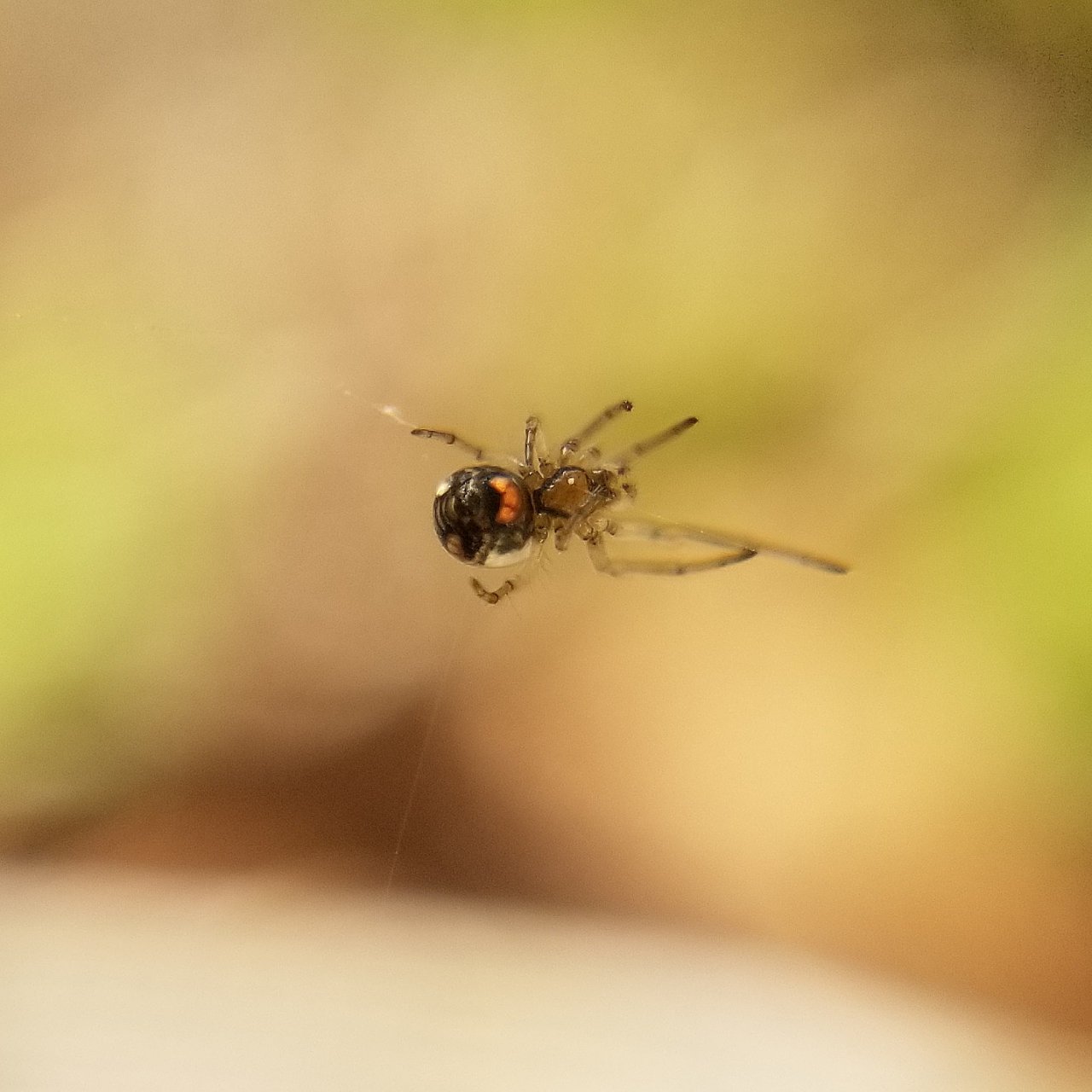 Ventral view of 1 mm L. venusta sling...