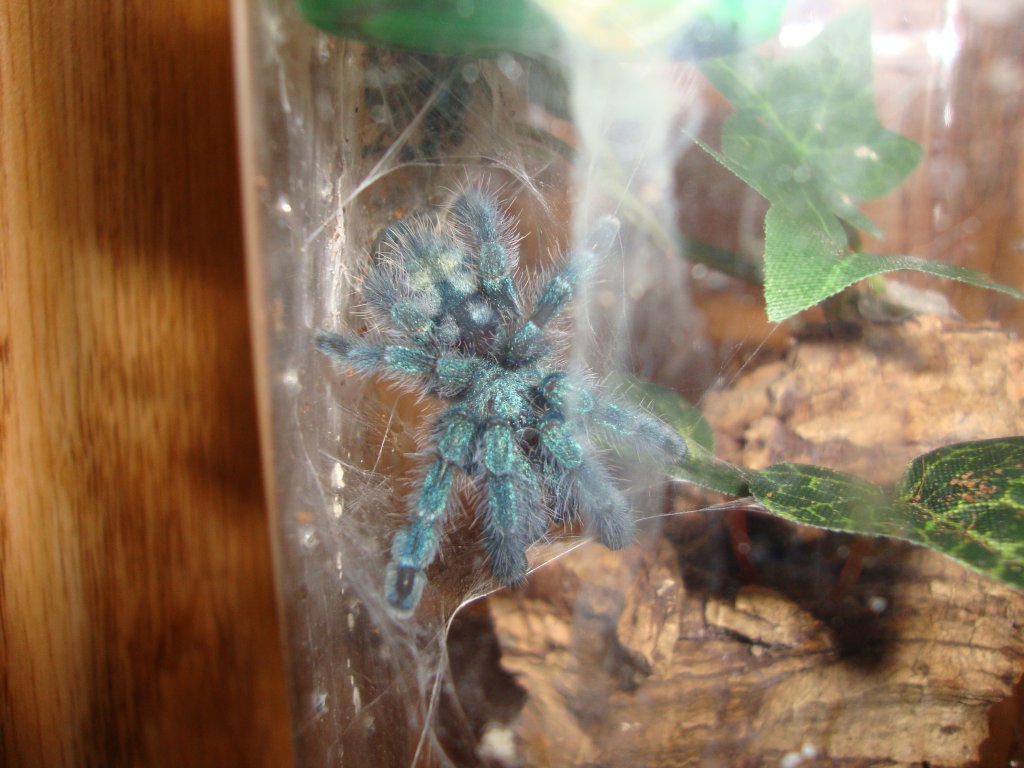 Versicolor sling making an appearance