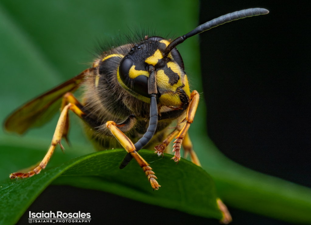 Vespula sp.