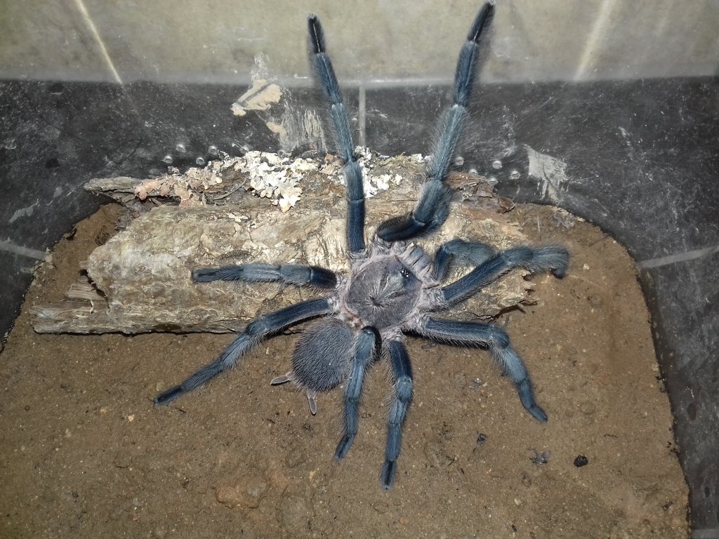 Vietnam Blue mature male