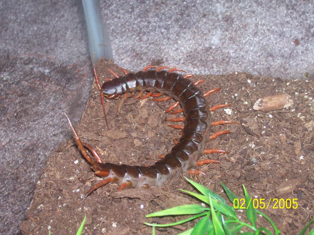 Vietnamese Centipede (Scolopendra subspinipes)