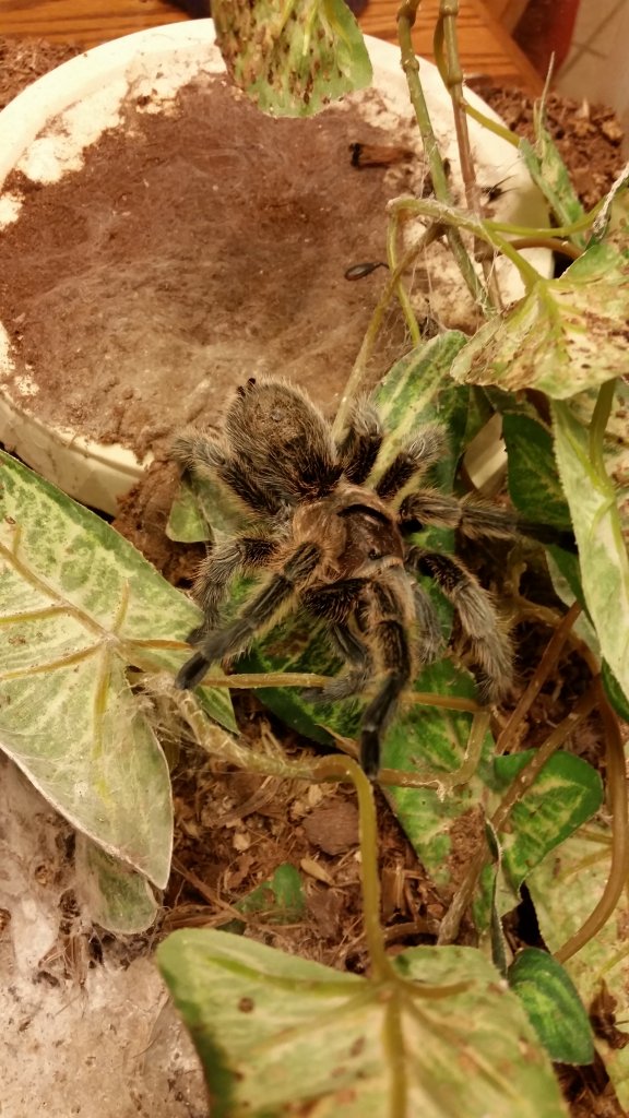 view of stuck-on previously shed cephalothorax