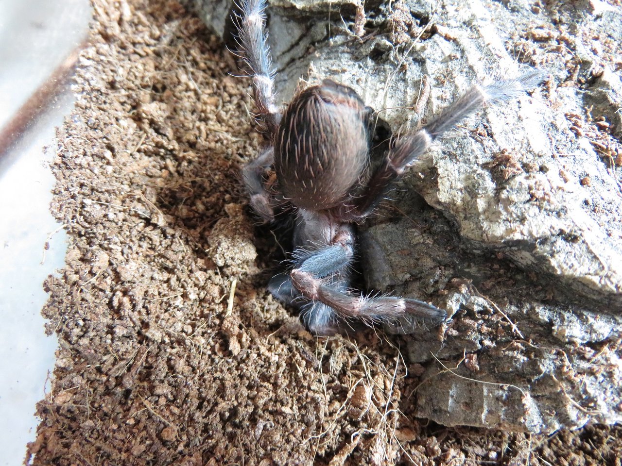 Vitalius paranaensis small juvenile