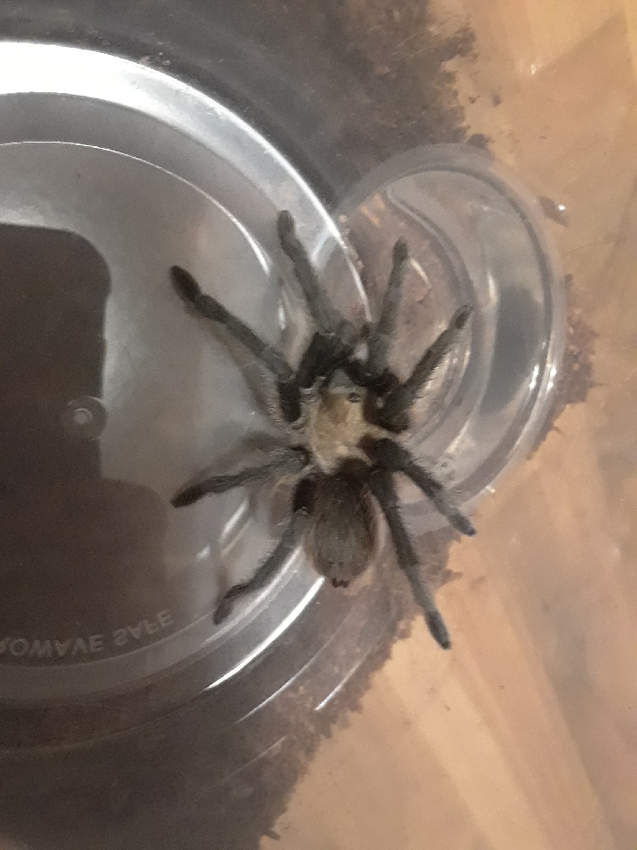 WC Aphonopelma sp.