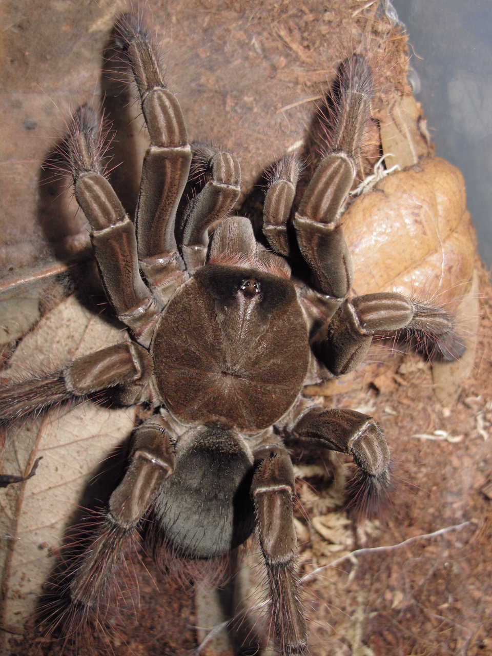 WC Theraphosa stirmi 0.1