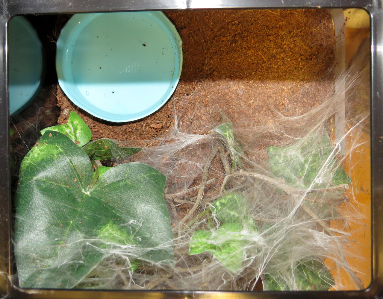 Webbing of Chromatopelma cyaneopubescens