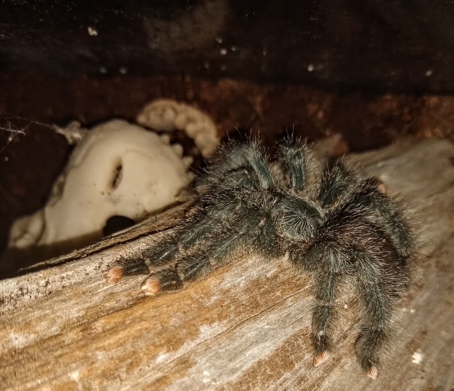 "Wednesday" A. avicularia