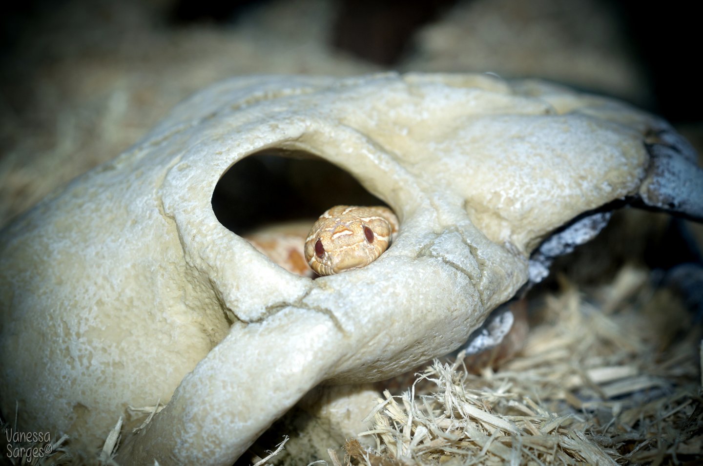 Western Hognose Juvenile Female - Bianca