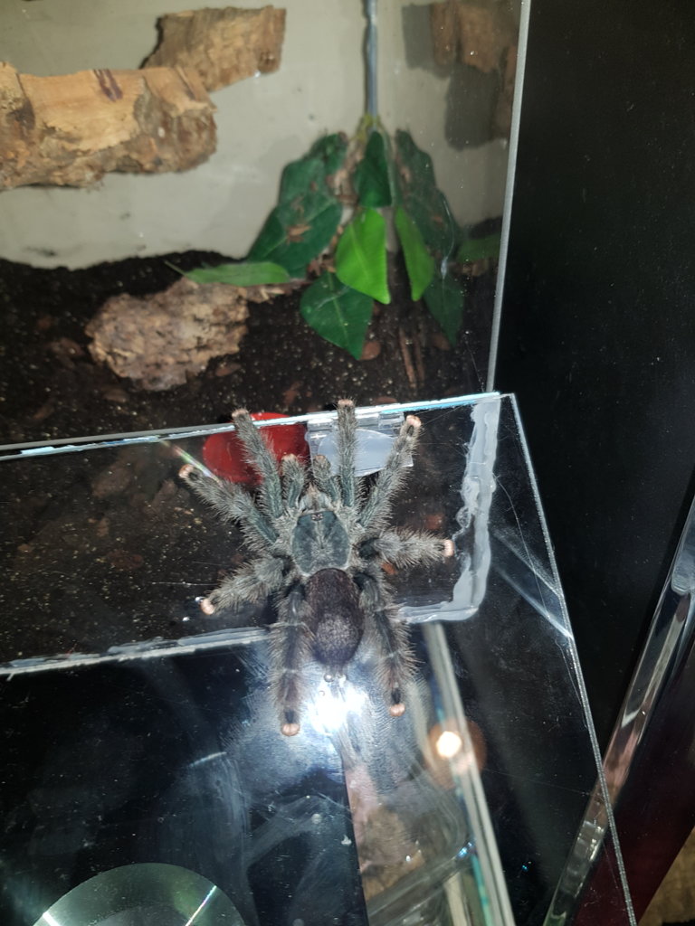 What Avicularia is this